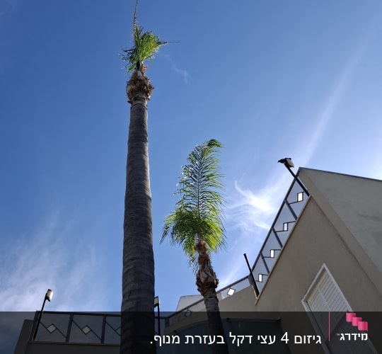 שני עצי דקל גבוהים עם עלים גזומים